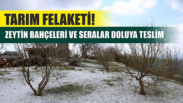 Tarım Felaketi! Zeytin Bahçeleri ve Seralar Doluya Teslim