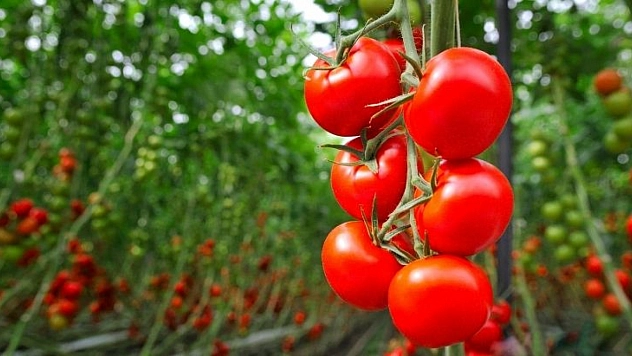 Domates ihracatında en büyük pazar Ukrayna