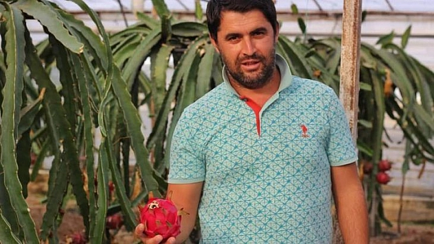 Domatesten Umudunu Kesti Ejder Meyvesine döndü