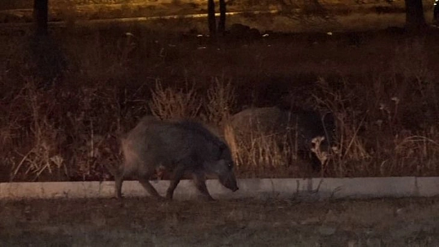 Domuzlar şehre indi