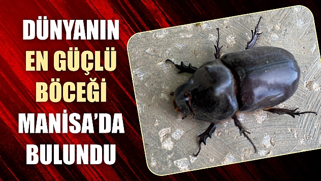 Dünyanın en güçlü böceği Manisa'da bulundu