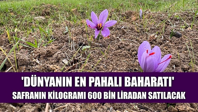 'Dünyanın en pahalı baharatı' safranın kilogramı 600 bin liradan satılacak