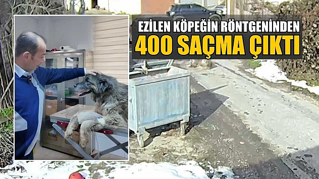 Ezilen köpeğin röntgeninden 400 saçma çıktı
