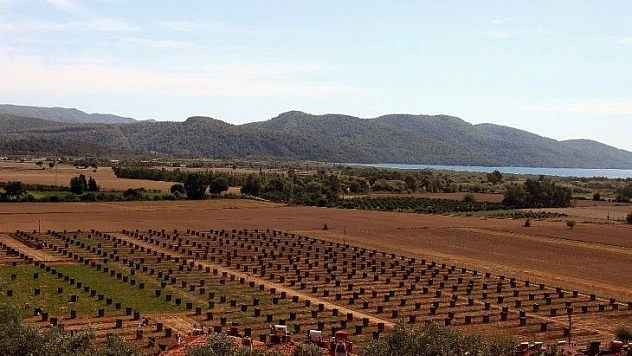 Fenerbahçe Yönetim Kurulu Üyesi Şahin, avokado üretmek için toprağa yöneldi