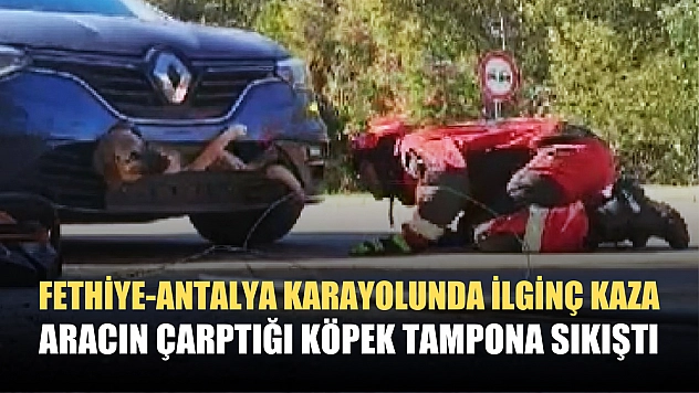 Fethiye-Antalya karayolunda ilginç kaza, aracın çarptığı köpek tampona sıkıştı