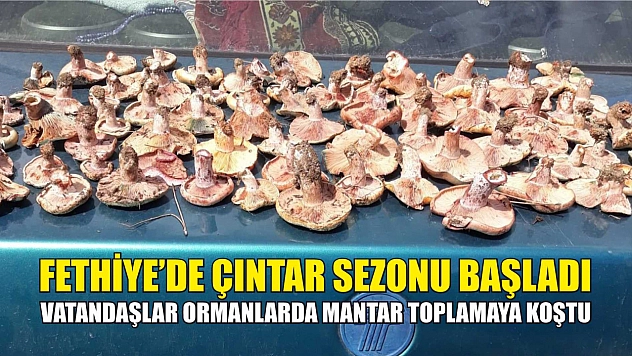 Fethiye'de Çıntar Sezonu Başladı…  Vatandaşlar Ormanlarda Mantar Toplamaya Koştu