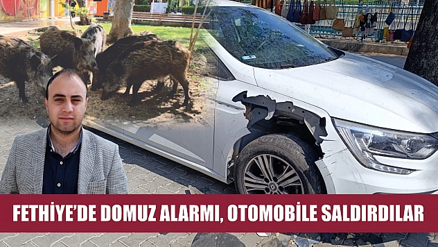 Fethiye'de Domuz Alarmı, Otomobile Saldırdılar