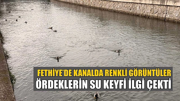 Fethiye'de kanalda renkli görüntüler: Ördeklerin su keyfi ilgi çekti