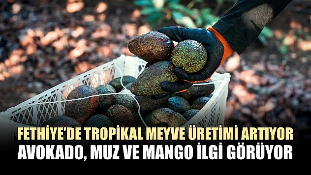 Fethiye'de tropikal meyve üretimi artıyor: Avokado, muz ve mango ilgi görüyor