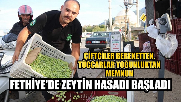 Fethiye'de zeytin hasadı başladı