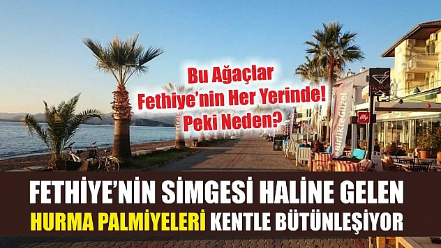 Fethiye'nin Simgesi Haline Gelen Hurma Palmiyeleri Kentle Bütünleşiyor