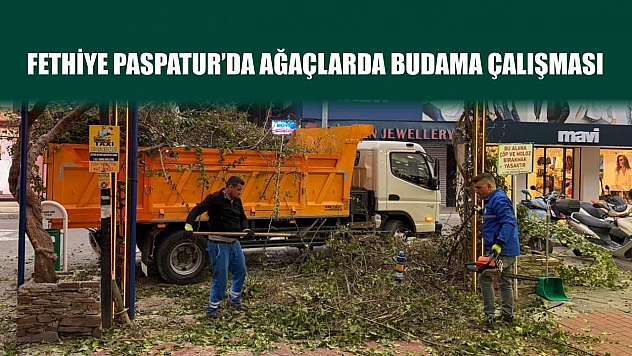 Fethiye Paspatur'da ağaçlarda budama çalışması