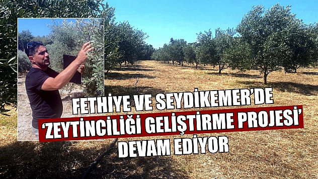 Fethiye ve Seydikemer'de 'Zeytinciliği Geliştirme Projesi' devam ediyor