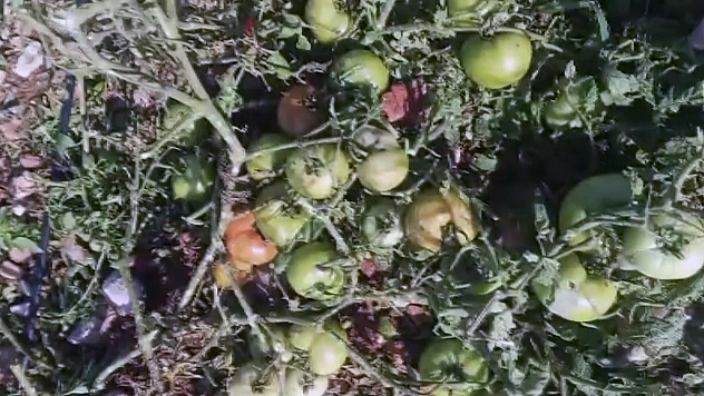 Fındık büyüklüğünde yağan dolu, domatesi tarlasında zarar verdi