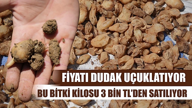Fiyatı dudak uçuklatıyor: Bu bitki kilosu 3 bin TL'den satılıyor