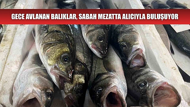 Gece avlanan balıklar, sabah mezatta alıcıyla buluşuyor