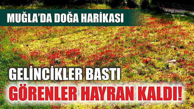 Gelincikler bastı, görenler hayran kaldı! Muğla'da doğa harikası