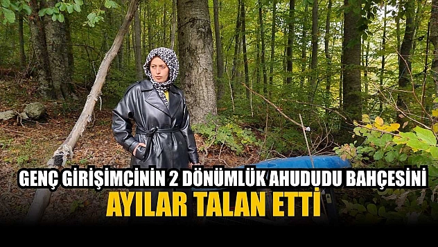 Genç girişimcinin 2 dönümlük ahududu bahçesini ayılar talan etti