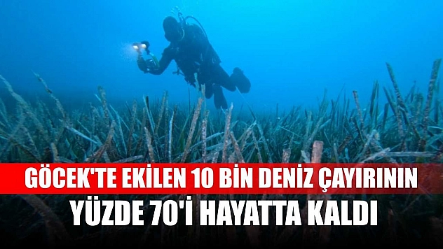 Göcek'te ekilen 10 bin deniz çayırının yüzde 70'i hayatta kaldı