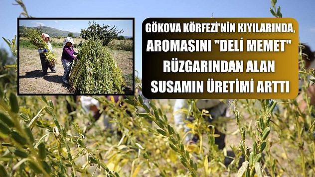 Gökova Körfezi'nin kıyılarında, aromasını 'Deli Memet' rüzgarından alan susamın üretimi arttı
