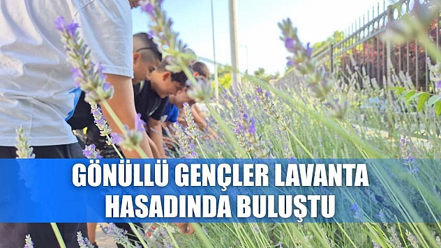 Gönüllü gençler Lavanta hasadında buluştu