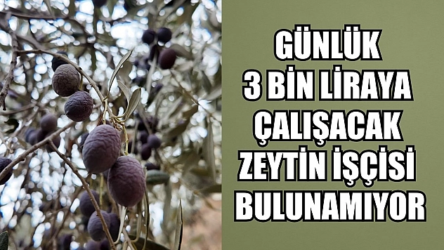 Günlük 3 bin liraya çalışacak zeytin işçisi bulunamıyor