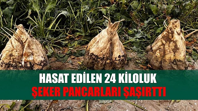 Hasat edilen 24 kiloluk şeker pancarları şaşırttı
