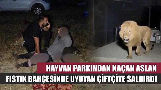 Hayvan parkından kaçan aslan fıstık bahçesinde uyuyan çiftçiye saldırdı