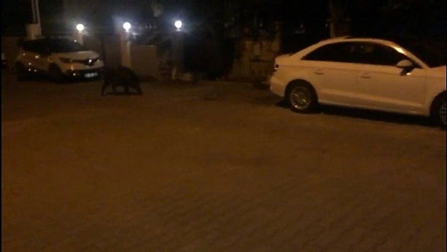 Hıdrellez kutlamalarının davetsiz misafiri olan domuz korkuttu