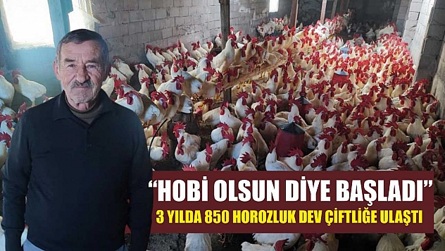 'Hobi Olsun Diye Başladı' 3 Yılda 850 Horozluk Dev Çiftliğe Ulaştı