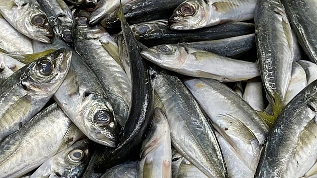 İhracatı, su ürünleri sırtlıyor