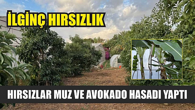 İlginç hırsızlık: Hırsızlar muz ve avokado hasadı yaptı
