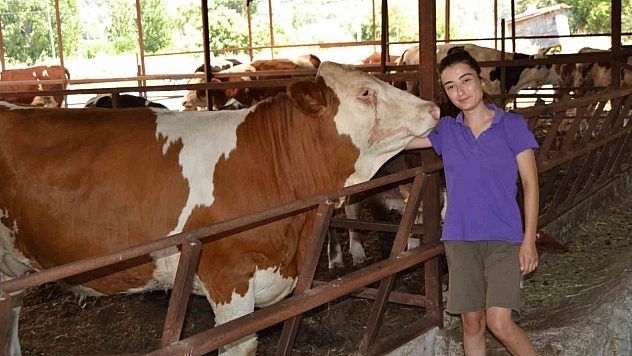 İneğin selfie merakı sosyal medyada viral oldu