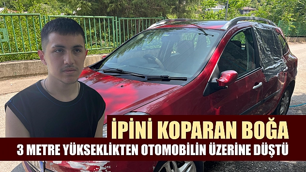 İpini koparan boğa 3 metre yükseklikten otomobilin üzerine düştü