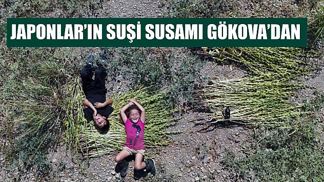 Japonlar'ın suşi susamı Gökova'dan
