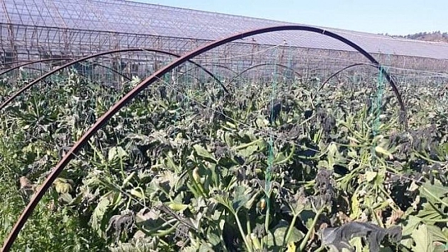 Kabaklar ve barbunyalar dondu