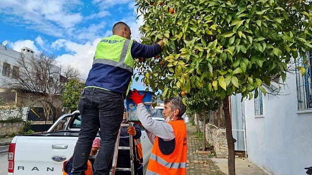 Kaldırımlardaki turunçlar reçel olacak
