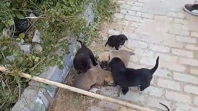 Kanalizasyon rögarında mahsur kalan yavru köpekler kurtarıldı