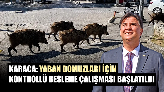 Karaca: Yaban domuzları için kontrollü besleme çalışması başlatıldı