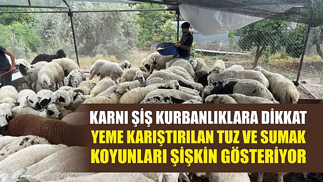 Karnı şiş kurbanlıklara dikkat: Yeme karıştırılan tuz ve sumak koyunları şişkin gösteriyor