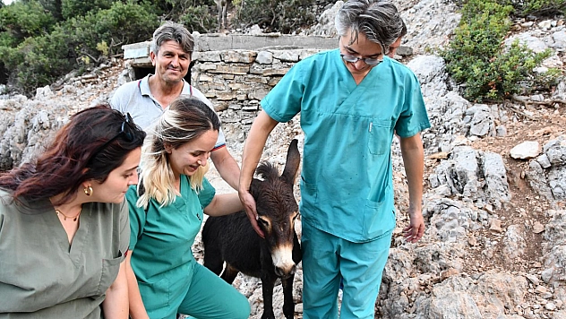 Kayalıklardan Düşen Eşeği Belediye Ekipleri Kurtardı