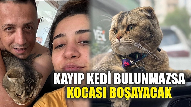 Kayıp kedi bulunmazsa kocası boşayacak