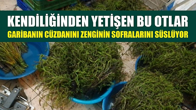 Kendiliğinden yetişen bu otlar garibanın cüzdanını zenginin sofralarını süslüyor