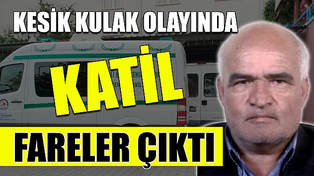 Kesik kulak olayında katil fareler çıktı