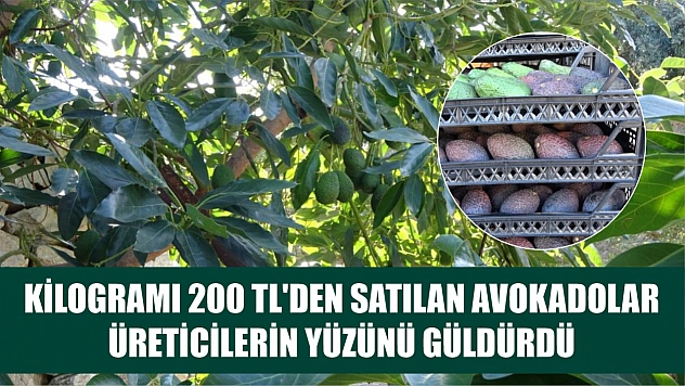 Kilogramı 200 TL'den satılan Avokadolar üreticilerin yüzünü güldürdü