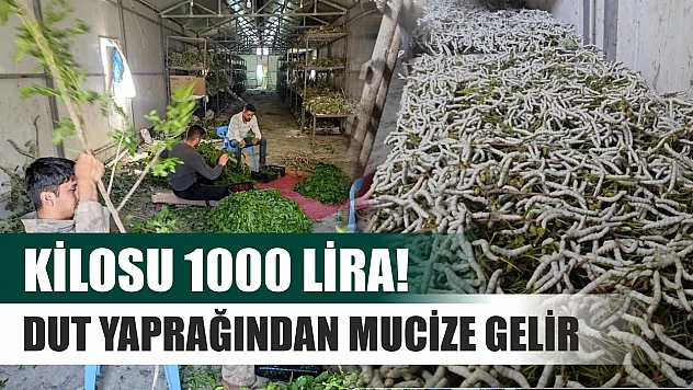 Kilosu 1000 lira!  Dut yaprağından mucize gelir