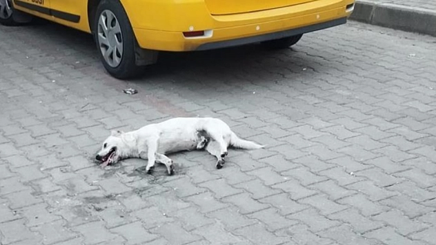 Köpeğin zehirlendiği iddiası