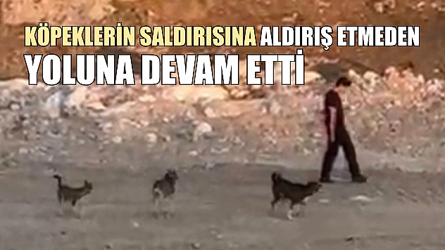 Köpeklerin saldırısına aldırış etmeden yoluna devam etti