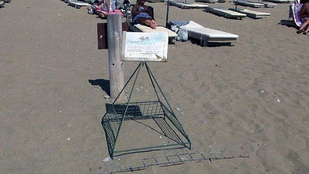 Korona virüs deniz kaplumbağalarına yaradı