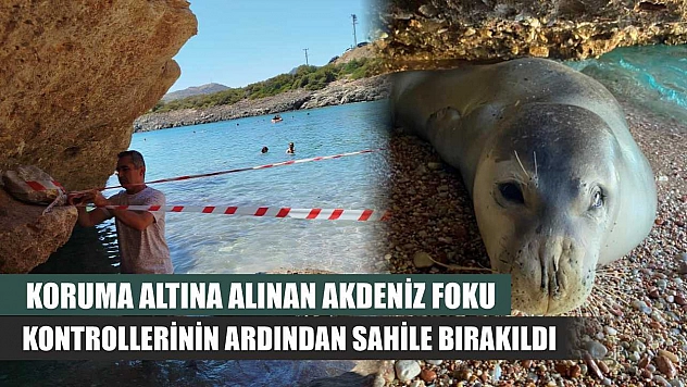 Koruma altına alınan Akdeniz foku, kontrollerinin ardından sahile bırakıldı